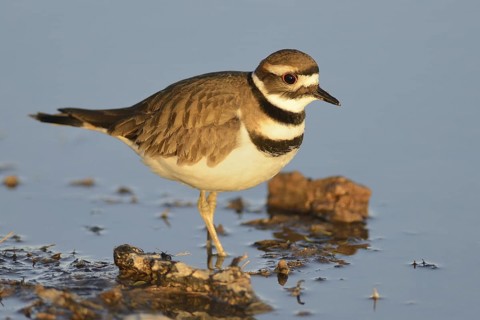 Killdeer (Charadrius vociferus), New Mexico, USA