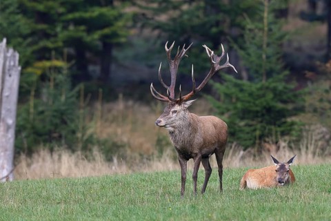 Red deer (Cervus elaphus) in rutting season, capital stag with doe in a forest clearing, wildlife,