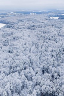 Dense, snowy forest with a view of the surrounding landscape, Gechingen, Calw district, Germany