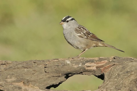 White-crowned Sparrow (Zonotrichia leucophrys), Texas, USA