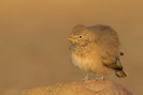 Desert Lark - Steinlerche - Ammomanes deserti ssp. payni, Morocco