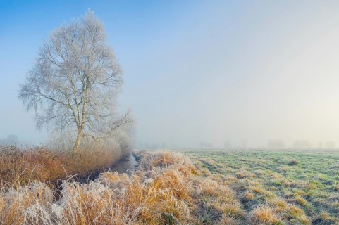 View along a ditch where trees and grasses grow on the shore and the morning dew is frozen, Winter,