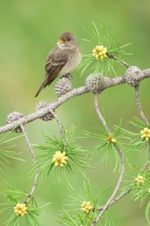 Western Wood Pewee (Contopus sordidulus) singing from branch, Colorado, USA