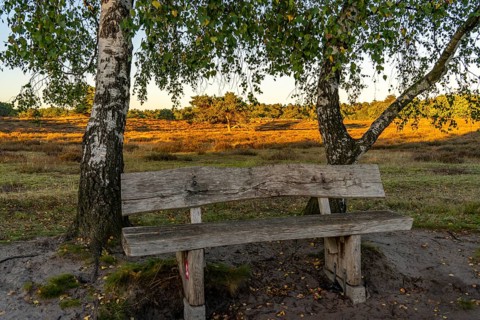 Westruper Heide, in the Hohe Mark Westmünsterland nature park Park, old wooden bench on a tree,