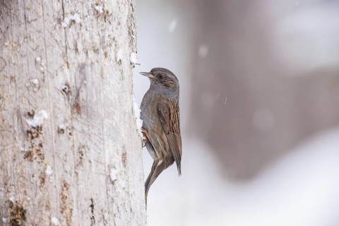 Dunnock (Prunella modularis), Bavaria, Germany