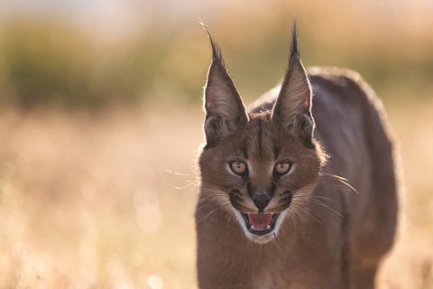 Caracal (Caracal caracal) adult portrait, Castile-La Mancha, Spain