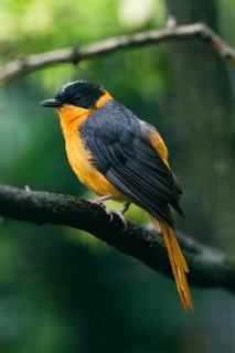 White-browed Robin-chat (Cossypha heuglini), adult male bird singing in captivity, Germany