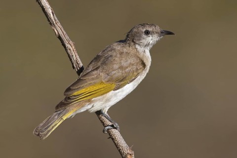 Rufous-throated Honeyeater (Conopophila rufogularis), Western Australia, Australia