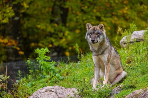 An adult male eurasian gray wolf (Canis lupus lupus) sits on a green meadow on hilly terrain