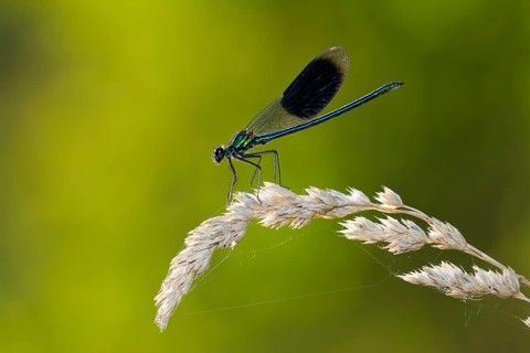 Banded demoiselle, (Calopteryx splendens), insect, insects, dragonfly, dragonflies, sideways,