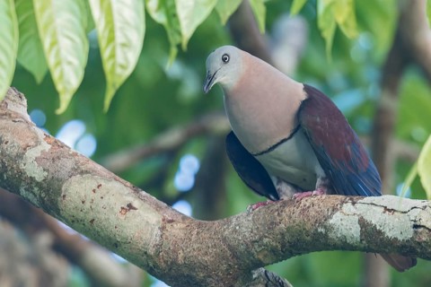 Zoe's Imperial Pigeon (Ducula zoeae) perched on a branch in Papua New Guinea