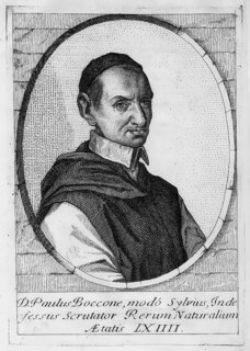Paolo Boccone (later Brother Silvio, born 24 April 1633 in Palermo, died 22 December 1704 in