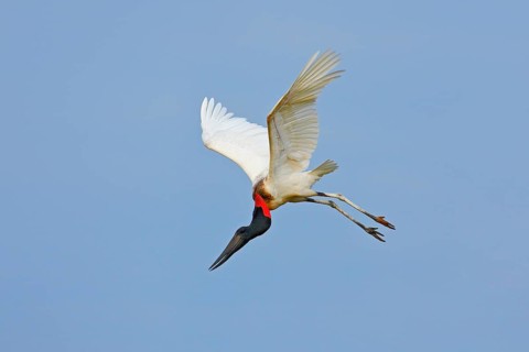 Jabiru, Jabiru mycteria, flying white bird with blue sky, Pantanal, Brazil. Big black and white