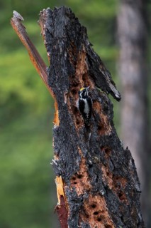 Eurasian Three-toed Woodpecker (Picoides tridactylus) male perched on tree, Lake Khuvsgul, Mongolia