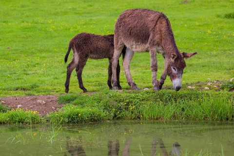 A mixed breed donkey foal and mare stand grazing in a green meadow at a small pond