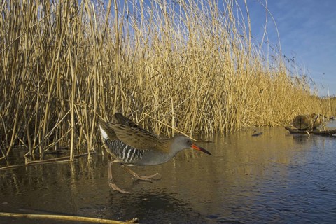 Water Rail (Rallus aquaticus), Cheshire, United Kingdom