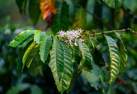 White flowers of a coffee plant, Robusta coffee (Coffea canephora), coffee cultivation, Rugando,