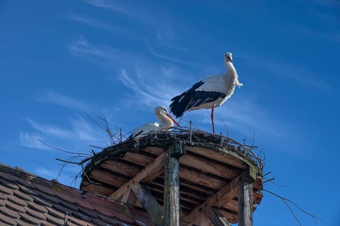 White storks (Ciconia ciconia) in the nest, cloudy sky, Lauf an der Pegnitz, Middle Franconia,