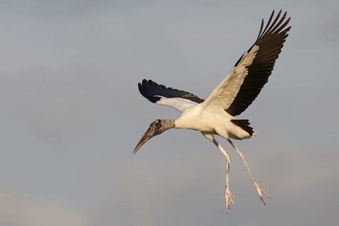 Wood Stork (Mycteria americana) flying, Florida, USA