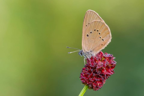 Dunkler Wiesenknopf-Ameisenbläuling, Phengaris nausithous Dusky Large Blue, Phengaris nausithous