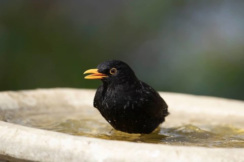 European blackbird (Turdus merula) adult male garden bird bathing in water of a bird bath, Suffolk,