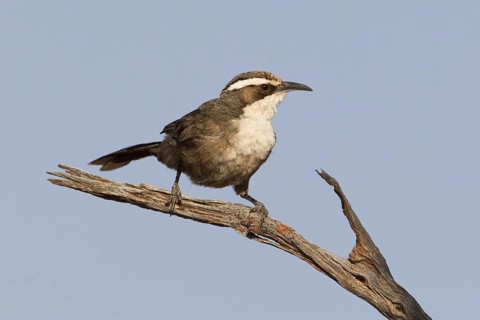 White-browed Babbler (Pomatostomus superciliosus), Australia