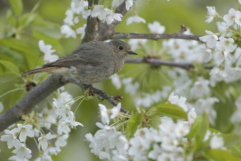 Black Redstart (Phoenicurus ochruros) female, Saxony, Germany