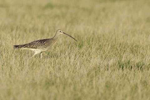 Eurasian Curlew (Numenius arquata), Netherlands