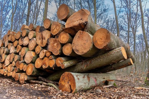 Pile of wood in the forest, Berlin suburbs, Germany