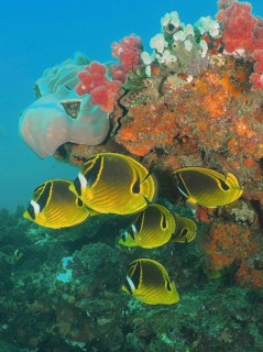 Crescent moon butterflyfish (Chaetodon lunula)
