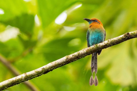 Cinnamon-breasted motmot (Baryphthengus martii), Guanacaste, Costa Rica