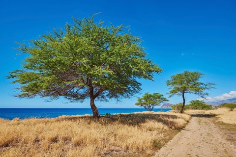 Landscape of the Kahe Point Beach Park, Hawaiian Island Oahu, O?ahu, Hawaii, Aloha State, United