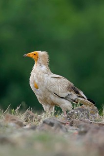 Egyptian Vulture (Neophron percnopterus), Rhodopen, Bulgaria