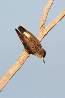 Varied Sittella (Daphoenositta chrysoptera pileata) male, Queensland, Australia