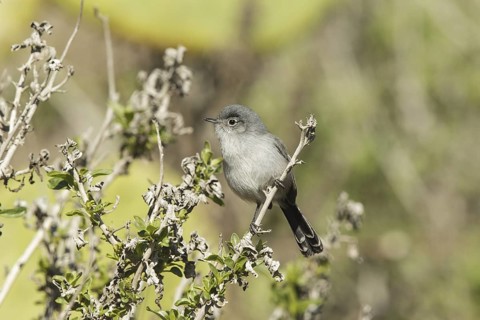 California Gnatcatcher (Polioptila californica) male, California, USA