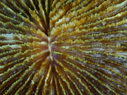 Detailed view of a brown mushroom coral (Fungia fungites) with complex structures, dive site Gondol