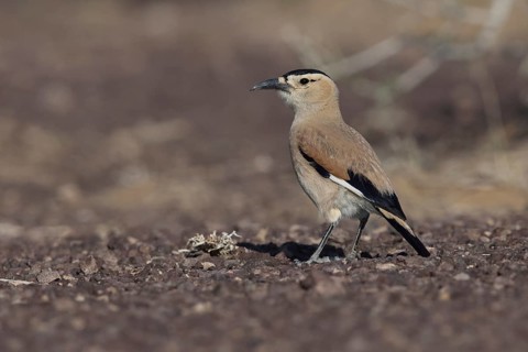 Pander's Ground Jay (Podoces panderi), Oemnoe Gobi, Mongolia