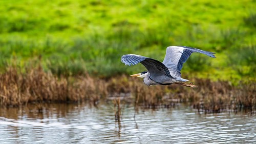 Grey Heron, Ardea cinerea, bird in winter on marshes in winter soft morning light