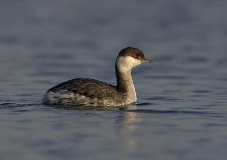 Horned Grebe (Podiceps auritus), California, USA