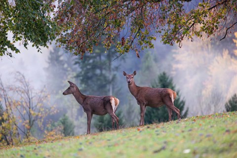 Two red deer hinds (Cervus elaphus) stand in a meadow, A forest with autumn leaves can be seen in