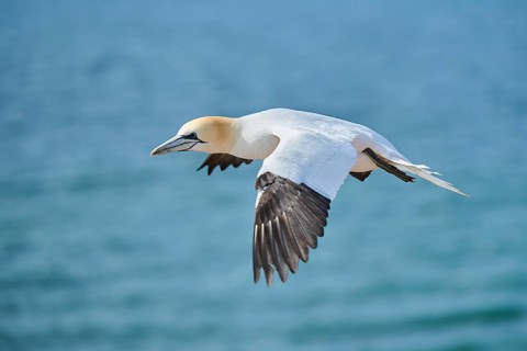 Northern gannet (Morus bassanus) flying over the sea, wildlife, Helgoland, Germany