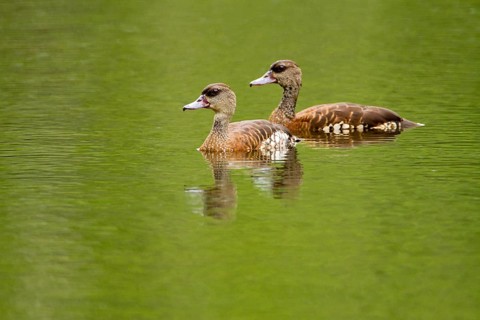 Spotted Whistling Duck (Dendrocygna guttata), Queensland, Australia