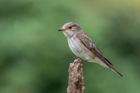 Spotted Flycatcher (Muscicapa striata) perched on a branch, Lower Saxony, Germany