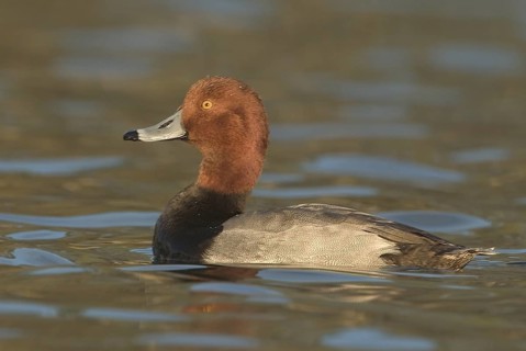 Redhead (Aythya americana) male, Texas, USA