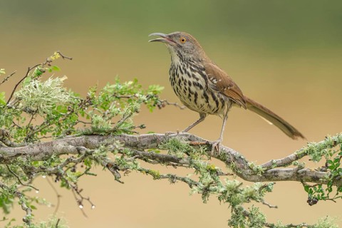 Long-billed Thrasher (Toxostoma longirostre) perched on a branch, Texas, USA