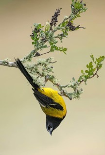 Audubon's Oriole (Icterus graduacauda) male perched on a branch, Texas, USA