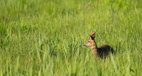 Roe deer (Capreolus capreolus), roebuck standing in a wet meadow, in a wetland biotope, wildlife,