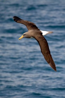 Chatham Albatross (Thalassarche eremita) flying, South Pacific Ocean, New Zealand