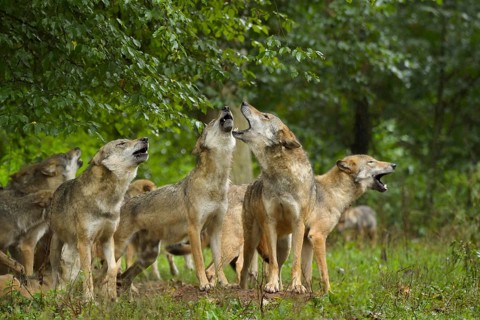 Wolf (Canis lupus), pack of wolves howling in forest, summer, Germany