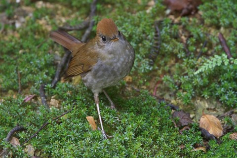Ruddy-capped nightengale-Thrush (Catharus frantzii) on the ground in Costa Rica, Central America